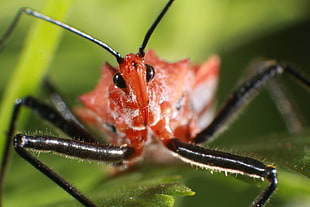 close up photography of red and black insect